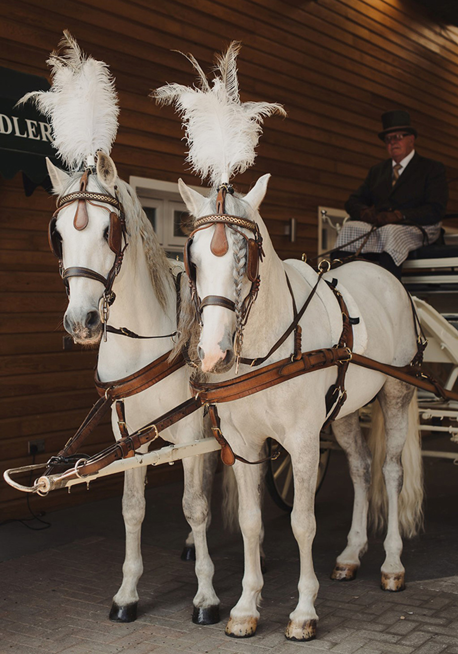 White horses wearing plumes